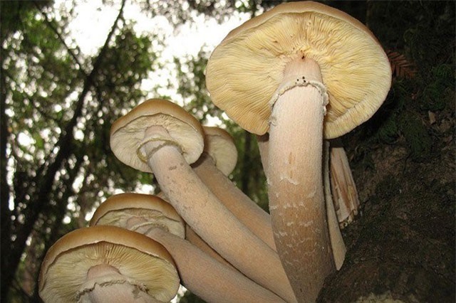 Sửng sốt trước sinh vật lớn nhất hành tinh, nặng tới 440 tấn