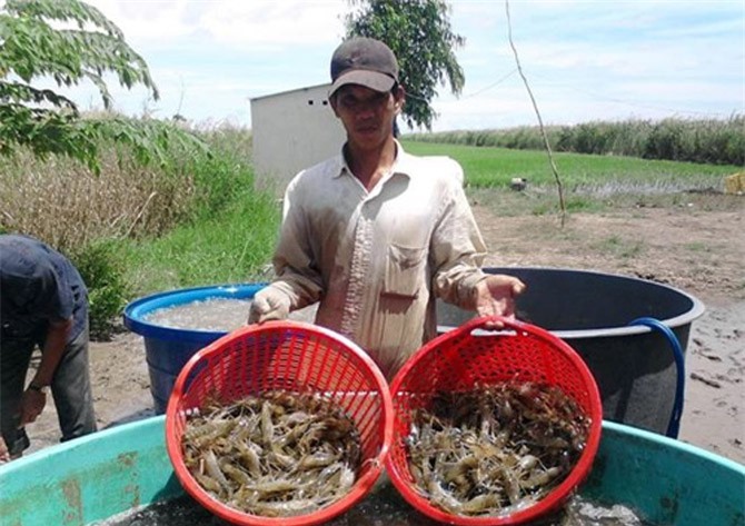 Kiên Giang: Khấm khá nhờ trồng cây, nuôi con đặc sản
