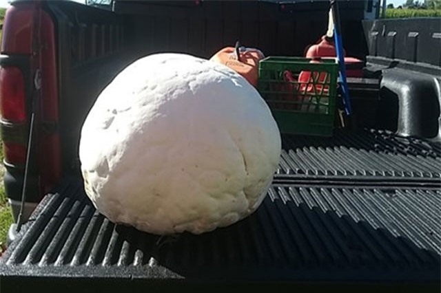 Tình cờ tìm thấy cây nấm trứng khổng lồ nặng 8,6 kg