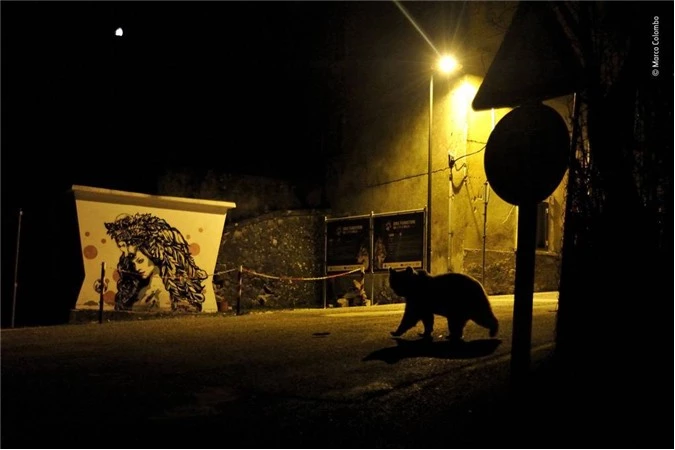 Sang đường. Ảnh: Marco Colombo, Italia – Giải nhất hạng mục động vật hoang dã trong đô thị.