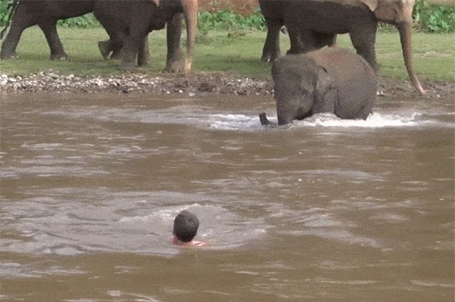 Clip: Voi con liều lĩnh lao xuống sông cứu chủ khỏi đuối nước