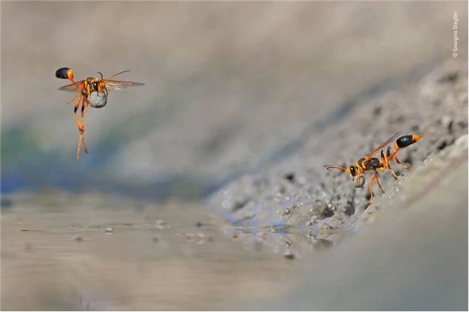 Ong bắp cày dùng bùn xây tổ. Báo tỉnh giấc. Ảnh: Georgina Steytler, Australia – Giải nhất hạng mục động vật không xương sống.