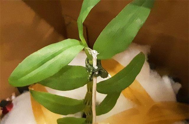 Gốc lan đột biến 17 tỷ đồng: Sự thật bất ngờ về cú chơi chấn động