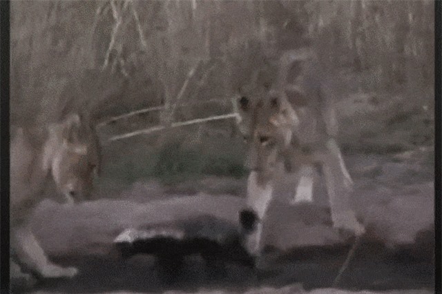 Clip: Lửng mật 'đơn thương độc mã' ác chiến với 6 con sư tử