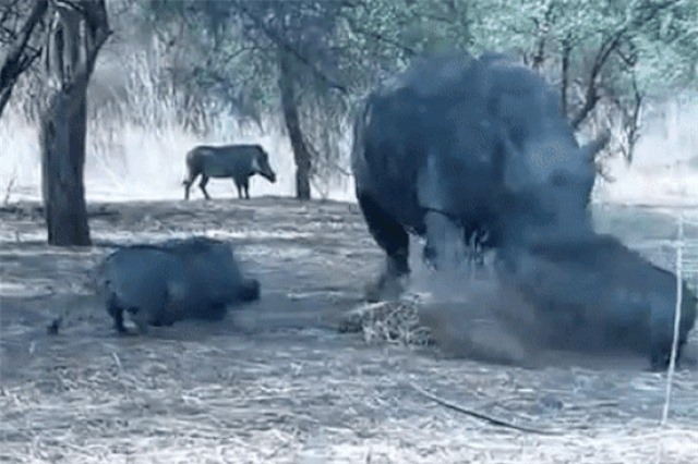 Clip: Lợn rừng bị tê giác húc bay lên trời vì chủ quan