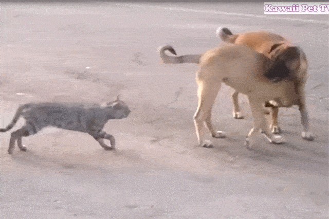 Clip: "Chết cười" với những tình huống mèo đuổi đánh chó