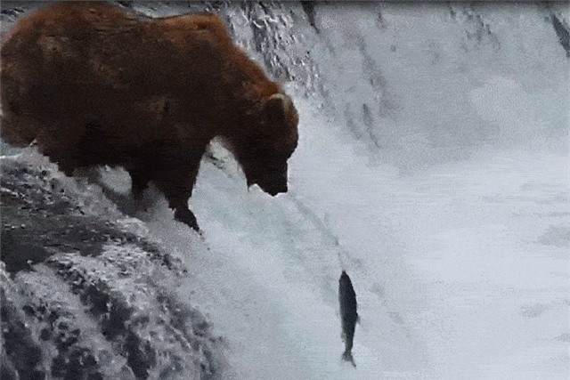 Clip: Gấu khổng lồ đứng trên đỉnh thác chờ mồi nhảy vào miệng