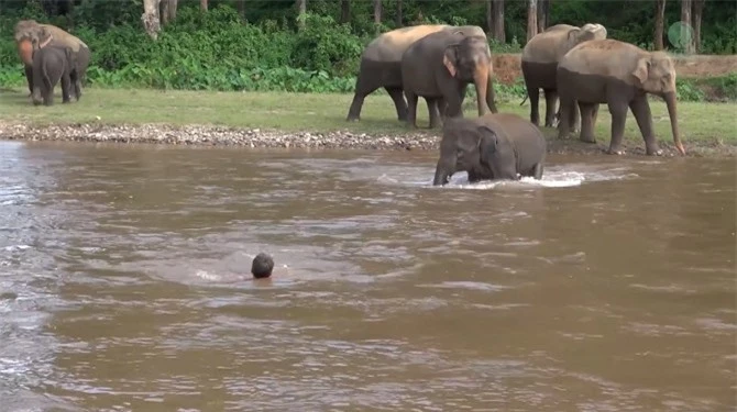 Chú voi lao ngay xuống sông khi thấy chủ bị đuối nước.