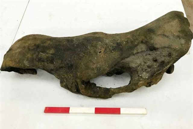 Phát hiện xương voi ma mút cổ đại 130.000 năm tuổi