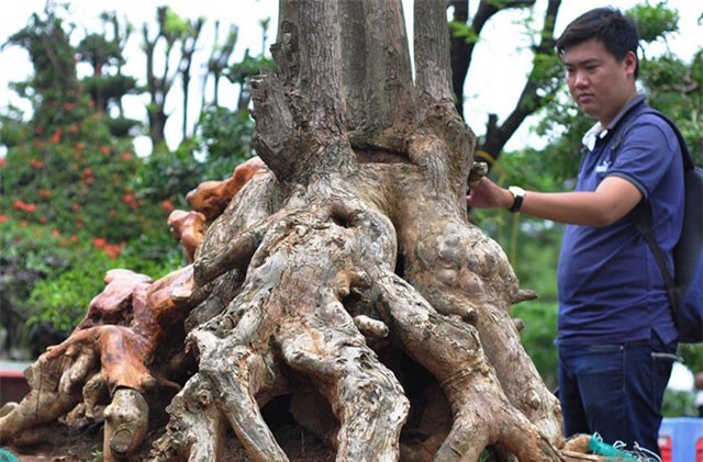 Gốc vú sữa kỳ quái giá 120 triệu ở hội thi bonsai