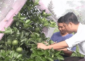 Clip: Chuyện lạ: Vườn cam hàng chục nghìn mét vuông được 'mắc màn' toàn bộ tại Nghệ An