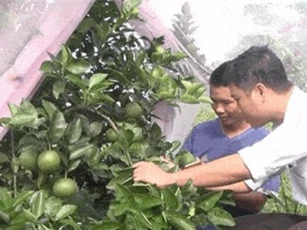Clip: Chuyện lạ: Vườn cam hàng chục nghìn mét vuông được 'mắc màn' toàn bộ tại Nghệ An