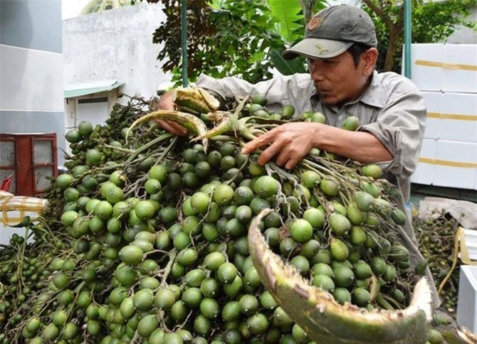 Cau được thương lái mua với giá cao.