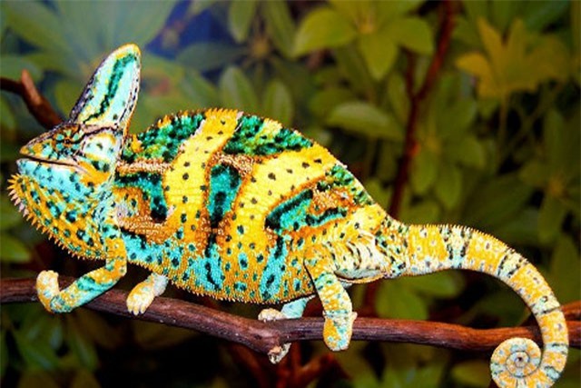 Clip: ‘Mục sở thị’ khả năng biến đổi màu sắc của tắc kè hoa