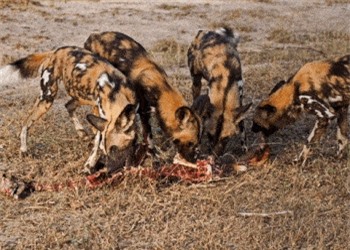 Clip: 'Tận mục' kỹ thuật săn mồi của chó hoang châu Phi