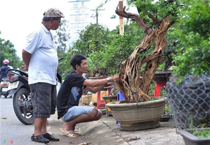 Goc vu sua ky quai gia 120 trieu o hoi thi bonsai hinh anh 1