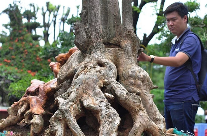 Goc vu sua ky quai gia 120 trieu o hoi thi bonsai hinh anh 4