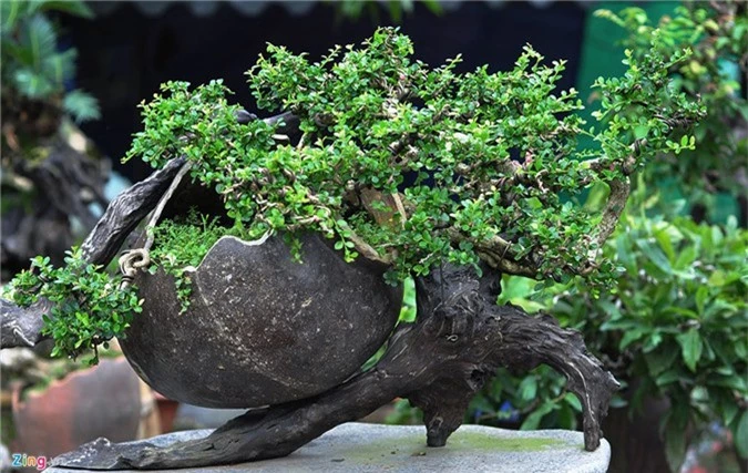 Goc vu sua ky quai gia 120 trieu o hoi thi bonsai hinh anh 5