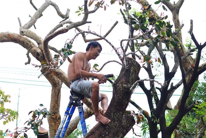 Goc vu sua ky quai gia 120 trieu o hoi thi bonsai hinh anh 7