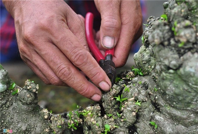 Goc vu sua ky quai gia 120 trieu o hoi thi bonsai hinh anh 9