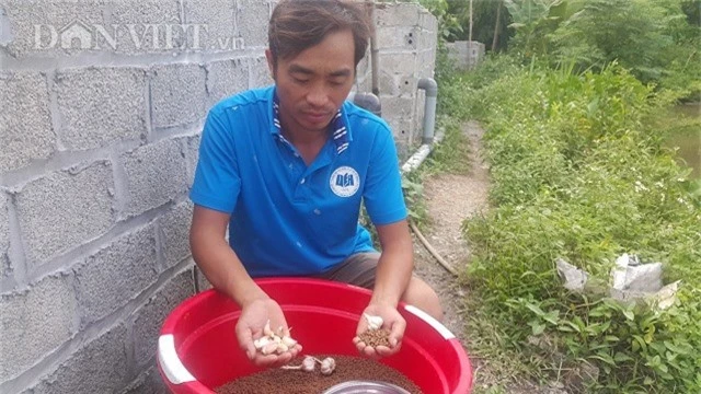 lam giau o nong thon: kiem bon tien tu giong ech thai 