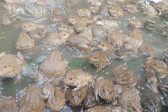 Làm giàu ở nông thôn: Kiếm bộn tiền từ giống ếch Thái "khổng lồ"