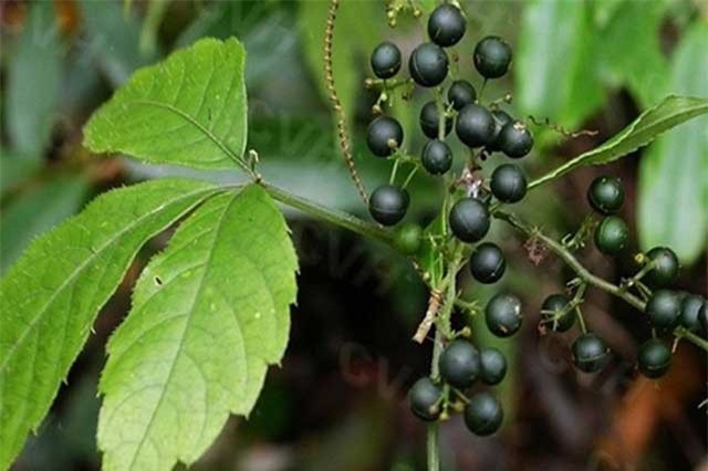 Bật mí loại “cây trường thọ” mọc nhiều vô kể ở Việt Nam