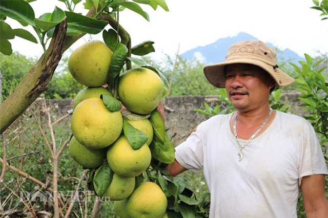 Trồng "lung tung" cây có múi ở đất lạ, trái đã ngọt lại có thêm tiền