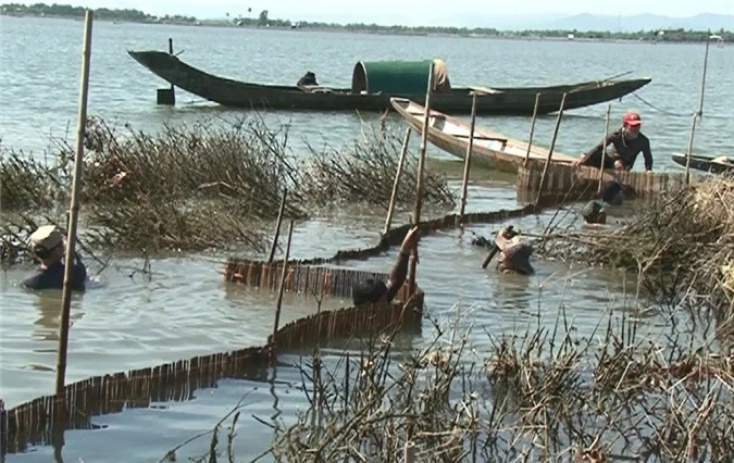 Ngư dân đánh bắt,thu hoạch cá dìa đặc sản trên phá Tam Giang.