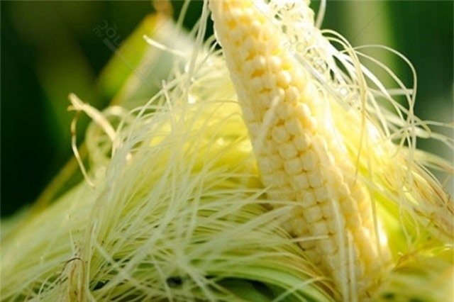 Một số bài thuốc trị viêm đường tiết niệu