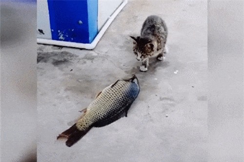 Clip: Cú 'phản đòn' bất ngờ của cá chép khi bị mèo tấn công