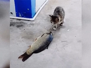 Clip: Cú 'phản đòn' bất ngờ của cá chép khi bị mèo tấn công