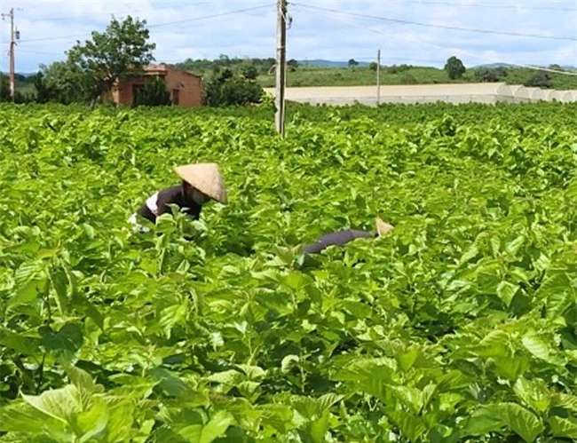 Mấy năm nay, thu nhập từ nghề “ăn cơm đứng” tăng cao, khiến diện tích trồng dâu nuôi tằm đang tăng trưởng “nóng” ở Lâm Đồng (ảnh VH).