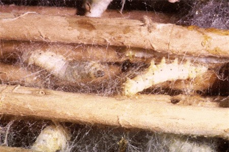 Clip: Tơ tằm được tạo ra như thế nào?