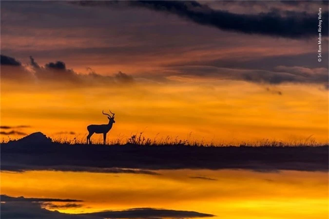 20 bức ảnh đẹp nhất Cuộc thi ảnh Thiên nhiên hoang dã 2018 - Ảnh 20.