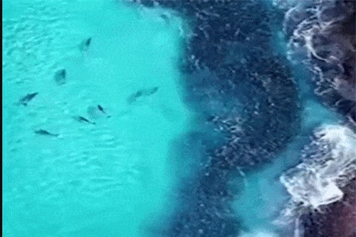 Clip: Ngỡ ngàng trước màn săn mồi tuyệt đẹp của đàn cá heo