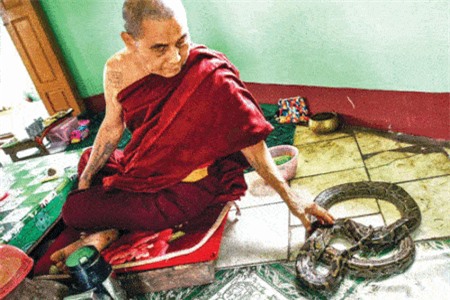 Clip: Kinh hãi trước cảnh vuốt ve trăn ‘khủng’ để cầu may