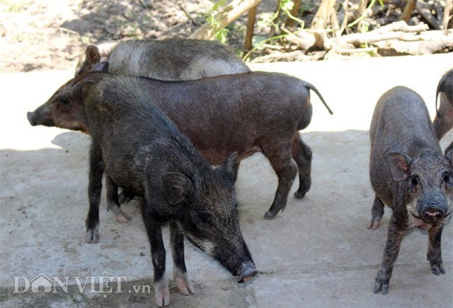 Nuôi con có sọc kêu eng éc như thú cưng lời trên 100 triệu đồng/năm