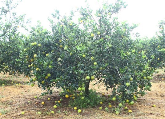 Cam sắp thu hoạch ở Nghệ An bị bệnh, rụng đầy gốc