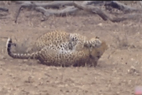 Clip: "Ớn lạnh" chứng kiến cảnh báo hoa mai cắn vỡ sọ đồng loại