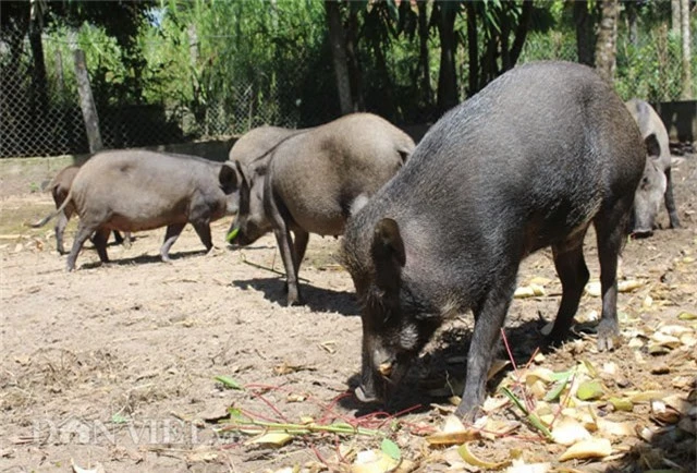 nuoi con co soc keu eng ec nhu thu cung loi tren 100 trieu dong/nam hinh anh 4