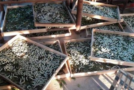 Lâm Đồng: Giá kén tăng cao, lợi nhuận gấp 3 lần nông sản khác