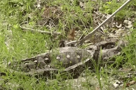 Clip: Bị ép buộc, trăn ‘khủng’ làm ra điều bất ngờ này