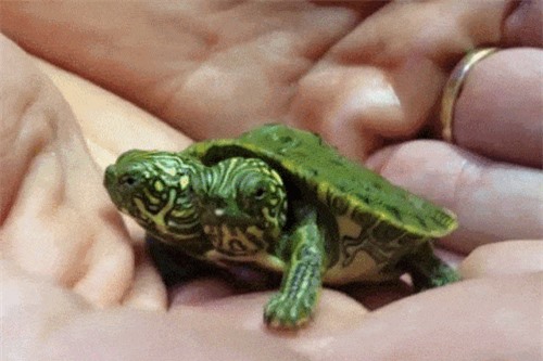 Clip: Hội chứng lạ khiến động vật ra đời với 2 chiếc đầu