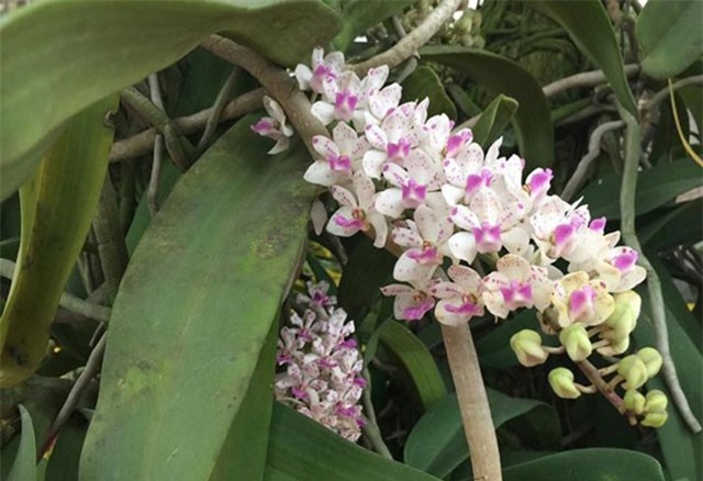 Những giò lan rừng “khủng” giá ngàn đô, muốn mua cũng khó kiếm