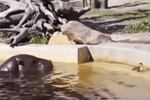 Clip: 'Hồi hộp' chờ đợi vịt con được giải cứu bởi đôi hà mã