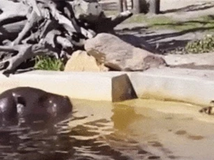 Clip: 'Hồi hộp' chờ đợi vịt con được giải cứu bởi đôi hà mã