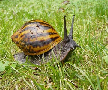 Nam thanh niên nguy kịch vì nuốt ốc sên sống