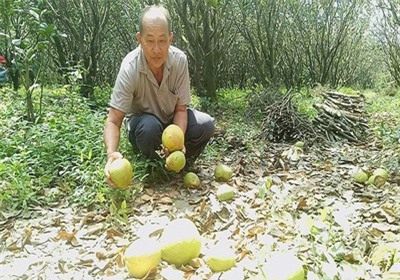 Đặc sản bưởi Năm Roi rụng trắng gốc, dân khóc ròng