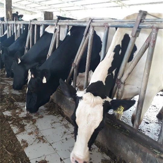 Trang trại du lịch bò sữa của ông Khương nằm cạnh Quốc lộ 6, thuận tiện cho khách đến tham quan, trải nghiệm